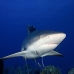 shark_reef_caribbean_bc1_jar_v_0136_cub1793.jpg